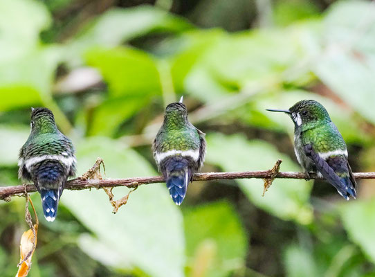 GRÜNE FADENELFE, GREEN THORNTAIL - DISCOSURA CONVERSII