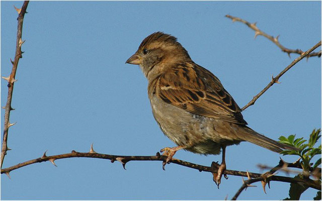 HAUSSPERLING, HOUSE SPARROW, PASSER DOMESTICUS