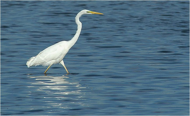 SILBERREIHER, GREAT EGRET, EGRETTA ALBA