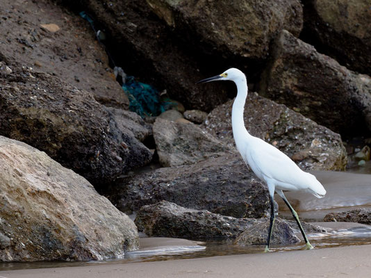 SCHMUCKREIHER, SNOWY EGRET - EGRETTA THULA