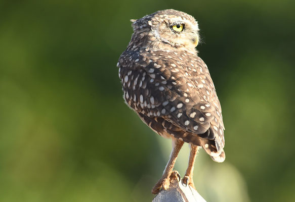 KANINCHENKAUZ, BURROWING OWL, ATHENE CUNICULARIA