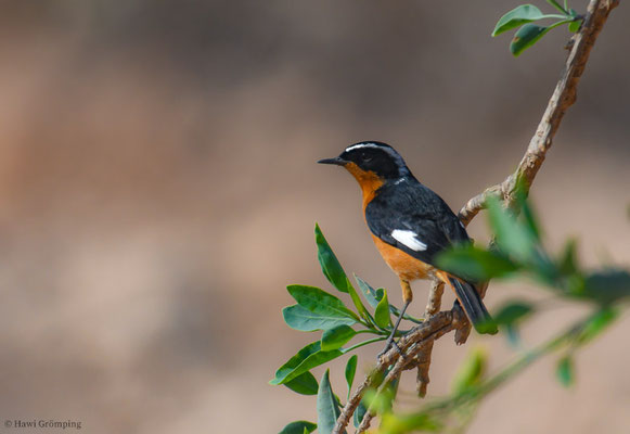 DIADEMROTSCHWANZ, MOUSSIER´S REDSTART, PHOENICURUS MOUSSIERI