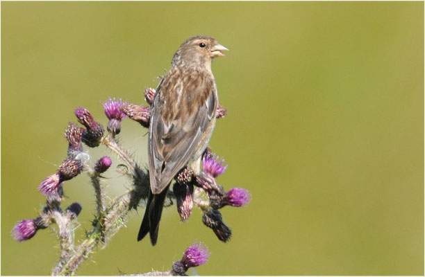 BERGHÄNFLING, TWITE, CARDUELIS FLAVIROSTRIS
