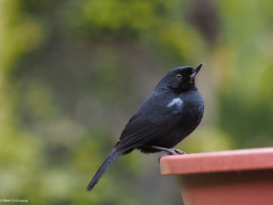 STAHLHAKENSCHNABEL, GLOSSY FLOWERPIERCER - DIGLOSSA LAFRESNAYII