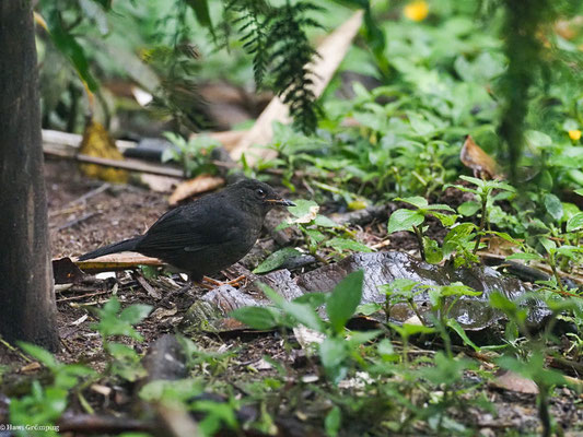 SAMTDROSSEL, GLOSSY-BLACK THRUSH - TURDUS SERRANUS