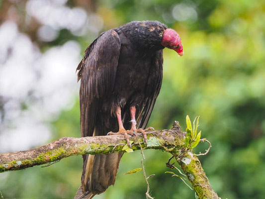TRUTHAHNGEIER, TURKEY VULTURE, CATHARTES AURA