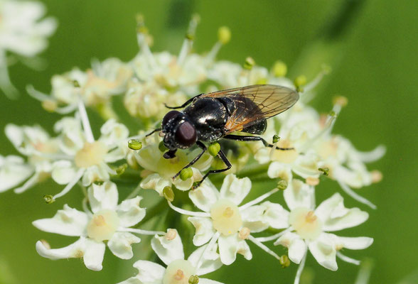 GELBFLÜGEL-ERZSCHWEBFLIEGE, CHEILOSIA IMPRESSA