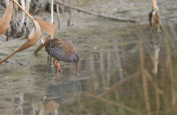 WASSERRALLE, WATER RAIL, RALLUS AQUATICUS