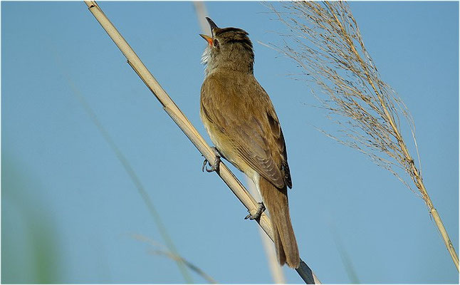 DROSSELROHRSÄNGER, GREAT REED WARBLER, ACROCEPHALUS ARUNDINACEUS