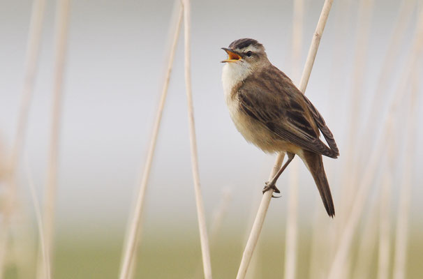 SCHILFROHRSÄNGER, SEDGE WARBLER, ACROCEPHALUS SCHOENOBAENUS