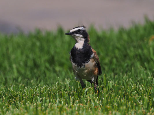 ERDSCHMÄTZER, CAPPED WHEATEAR, OENANTHE PILEATA