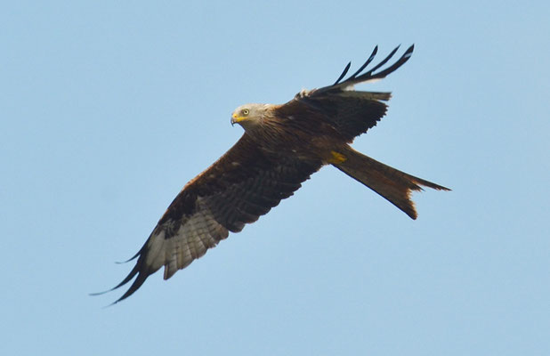 ROTMILAN, RED KITE, MILVUS MILVUS