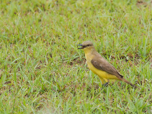 Graslandtyrann, Cattle tyrant - Machetornis rixosa