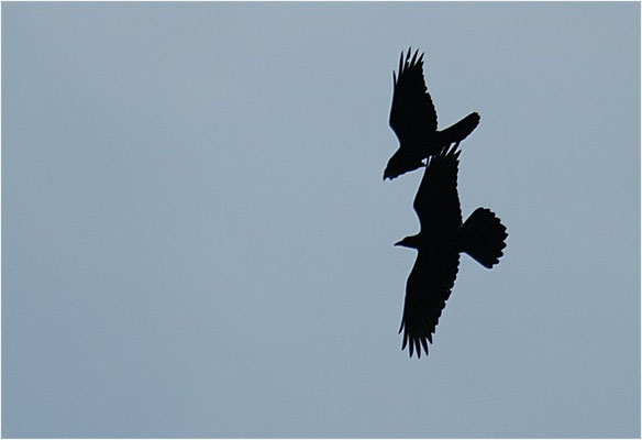 KOLKRABE, RAVEN, CORVUS CORAX