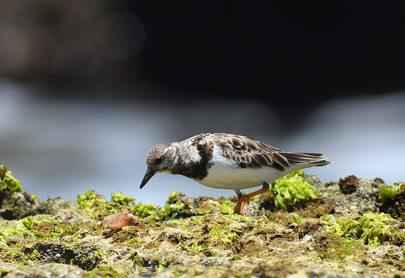 STEINWÄLZER, RUDDY TURNSTONE, ARENARIA INTERPRES