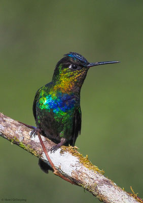 FEUERKEHLKOLIBRI, FIERY-THROATED HUMMINGBIRD, PANTERPE INSIGNIS