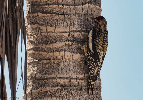 GELBBAUCH-SAFTLECKER, YELLOW-BELLIED SAPSUCKER, SPHYRAPICUS VARIUS