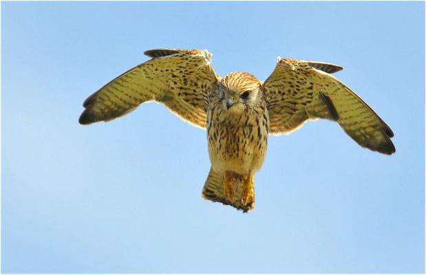TURMFALKE, KESTREL, FALCO TINNUNCULUS