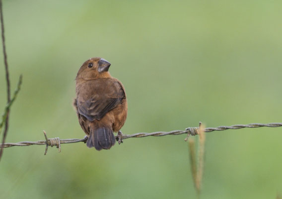 DICKSCHNABEL-REISKNACKER, THICK-BILLED SEED-FINCH, ORYZOBORUS FUNEREUS