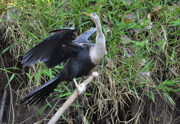 AMERIKANISCHER SCHLANGENHALSVOGEL, ANHINGA, ANHINGA ANHINGA