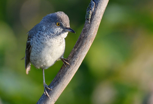 SPERBERGRASMÜCKE, BARRED WARBLER, SYLVIA NISORIA