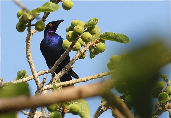 GRÜNSCHWANZGLANZSTAR, GREATER BLUE-EARED GLOSSY STARLING, LAMPROTORNIS CHALYBAEUS