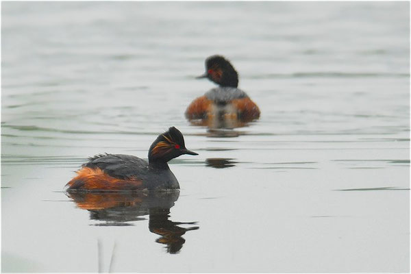SCHWARZHALSTAUCHER, BLACK-NECKED GREBE, PODICEPS NIGRICOLLIS