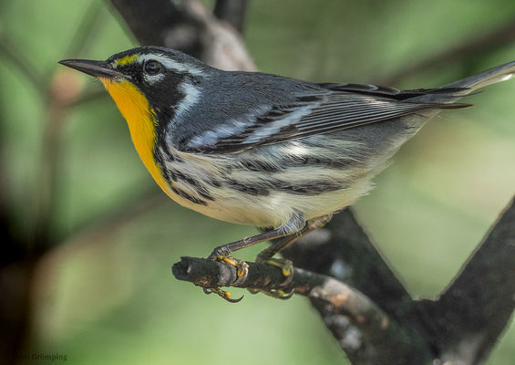 GOLDKEHLWALDSÄNGER, YELLOW-THROATED WARBLER, SETOPHAGA DOMINICA