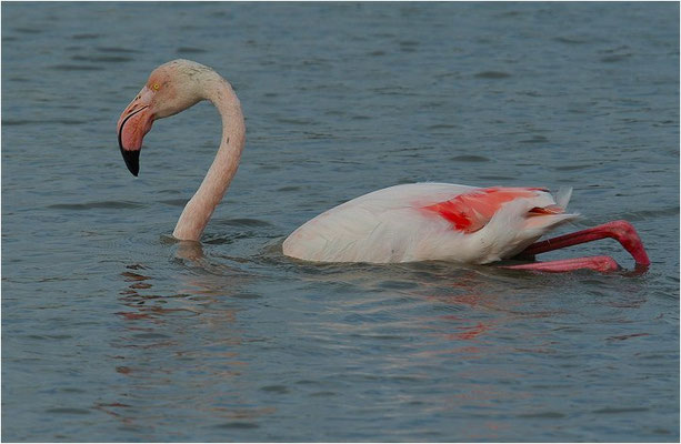 ROSAFLAMINGO, FLAMINGO, PHOENICOPTERUS ROSEUS