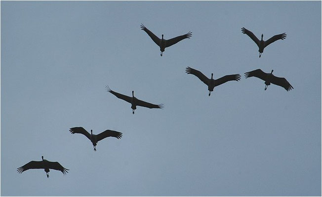 KRANICH, CRANE, GRUS GRUS
