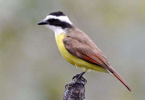 SCHWEFELTYRANN, GREAT KISKADEE, PITANGUS SULPHURATUS