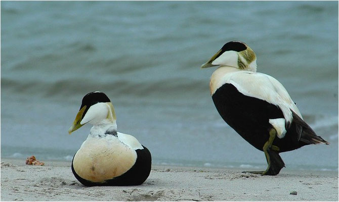 EIDERENTE, EIDER, SOMATERI MOLLISSIMA