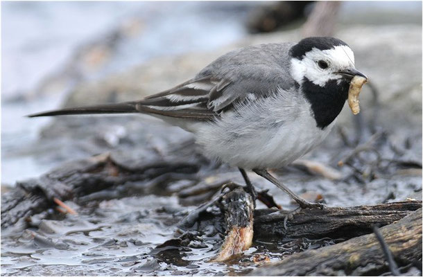 BACHSTELZE,WHITE WAGTAIL, MOTACILLA ALBA
