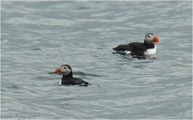 PAPAGEITAUCHER, ATLANTIC PUFFIN, FRATERCULA ARCTICA