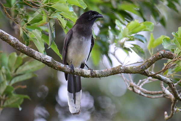 BRAUNHÄHER, BROWN JAY, CYANOCORAX MORIO