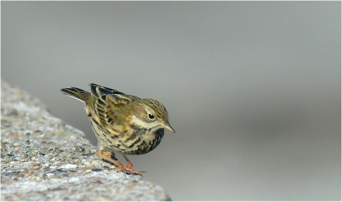 WIESENPIEPER, MEADOW PIPIT, ANTHUS PRATENSIS