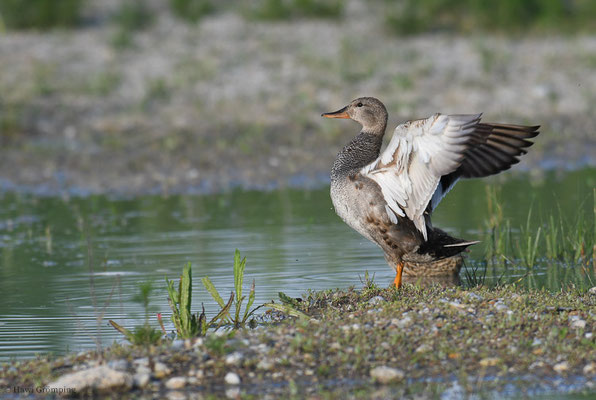 SCHNATTERENTE, GADWALL, ANAS STREPERA