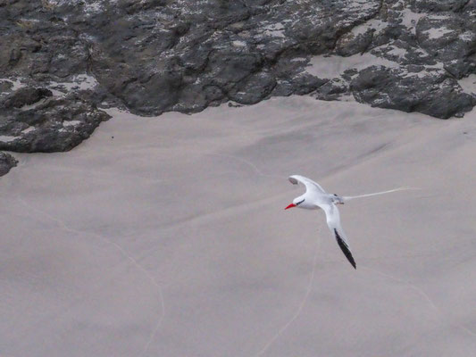 Rotschnabel-Tropikvogel, Red-billed Tropicbird - phaeton aethereus