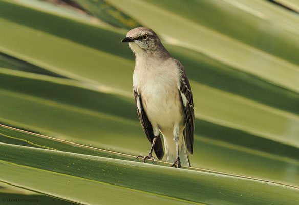 SPOTTDROSSEL, NORTHERN MOCKINGBIRD, MIMUS POLYGLOTTUS