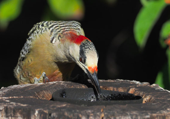 BAHAMASPECHT, WEST-INDIAN WOODPECKER, MELANERPES SUPERCILIARIS