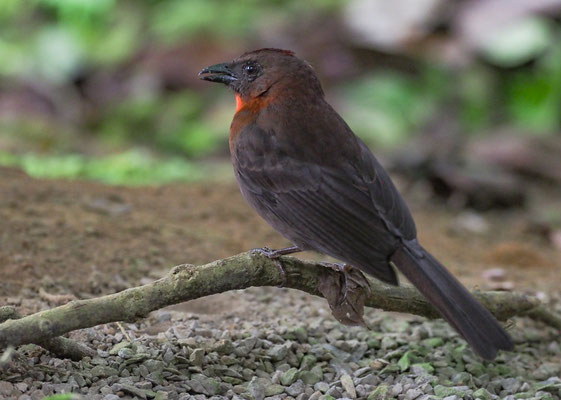 ROTKEHL-AMEISENTANGARE, RED-THROATED ANT-TANAGER, HABIA FUSCICAUDA 