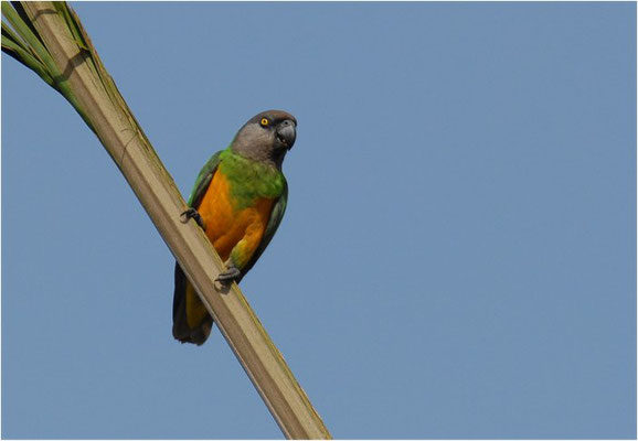 MOHRENKOPFPAPAGEI, SENEGAL PARROT, POICEPHALUS SENEGALUS