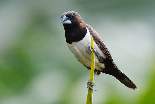 JAVA-BRONZEMÄNNCHEN, JAVAN MUNIA, LONCHURA LEUCOGASTROIDES