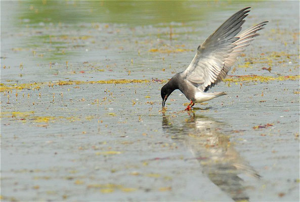 TRAUERSEESCHWALBE, BLACK TERN, CHLIDONIAS NIGER