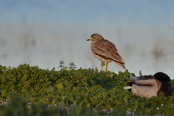 TRIEL, STONE CURLEW, BURHINUS OEDICNEMUS