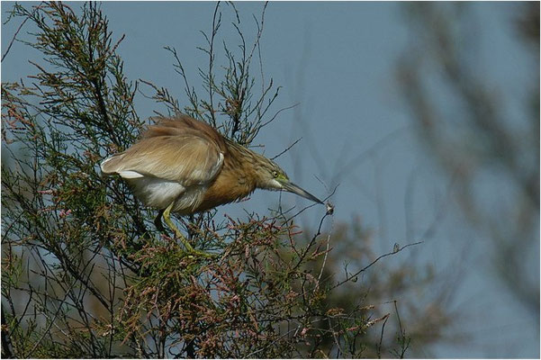 RALLENREIHER, SQUACCO HERON, ARDEOLA RALLOIDES