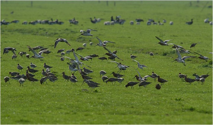 PFUHLSCHNEPFE, BAR-TAILED GODWIT, LIMOSA LAPPONICA