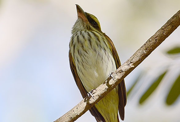 STREIFENTYRANN, STREAKED FLYCATCHER, MYIODYNASTES MACULATUS 