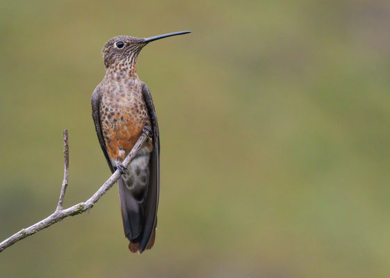 RIESENKOLIBRI, GIANT HUMMINGBIRD - PATAGONA GIGAS