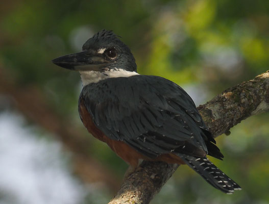 ROTBRUSTFISCHER, RINGED KINGFISHER, CERYLE TORQUATUS